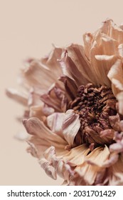 Dried Chrysanthemum Flower On A Beige Background