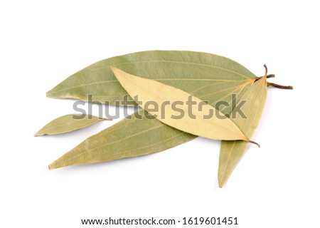 Dried Cinnamomum Tamala (Indian Bay Leaf) Leaves Isolated on White Background