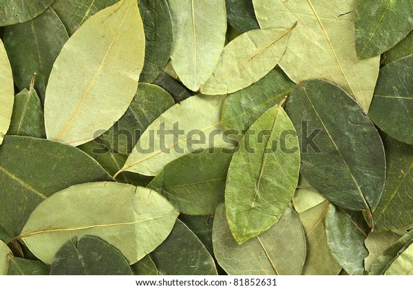 Dried coca\
(lat. Erythroxylum coca) leaves as background. In Peru coca leaves\
are drunk as tea and they are traditionally chewed in the mountains\
to help against altitude\
sickness