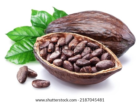 Dried cocoa beans in the half of cocoa pod isolated on white background.