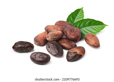 Dried Cocoa beans with leaves isolated on white background. 