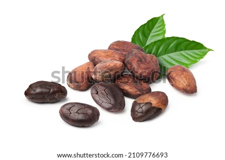 Dried Cocoa beans with leaves isolated on white background. 