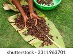 Dried cocoa beans on a banana leaf. Handful of cocoa beans in hand. Chocolate production in the countryside. Dominican Republic.