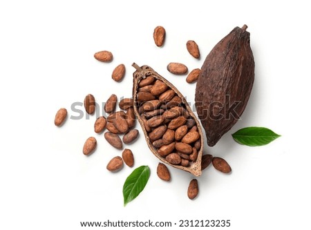 Dried cocoa beans with pod isolated on white background.