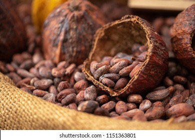 Dried cocoa beans and dried cocoa pods are poured into canvas sacks as raw materials for making cocoa powder, cocoa beverages and chocolate. Health drink concept.