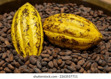 dried cocoa beans and cocoa pods are raw materials for making cocoa powder, beverages and chocolate in stock of manufacturing. - Shutterstock ID 2263557711