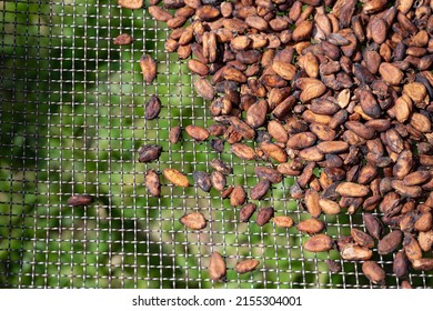 Dried cocoa beans, in Soubré, western Ivory Coast. - Shutterstock ID 2155304001
