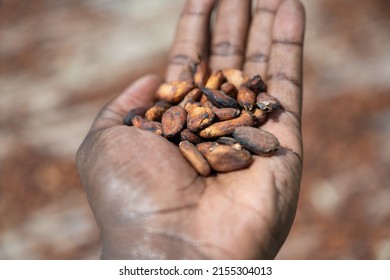 Dried Cocoa Beans, In Soubré, Western Ivory Coast.