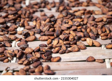 Dried Cocoa Beans, In Soubré, Western Ivory Coast.