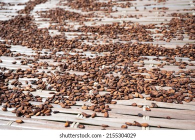 Dried Cocoa Beans, In Soubré, Western Ivory Coast.