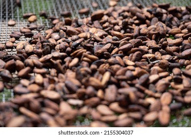 Dried Cocoa Beans, In Soubré, Western Ivory Coast.