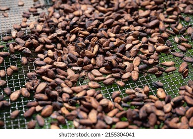 Dried Cocoa Beans, In Soubré, Western Ivory Coast.