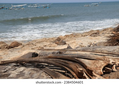 Dried coconut leaves piled up around the sea shore