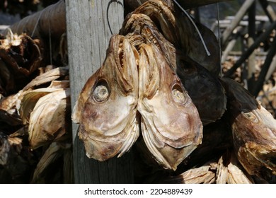 Dried Cod Fish Head, Lofoten, Norway