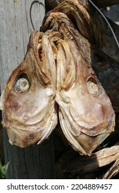 Dried Cod Fish Head, Lofoten, Norway