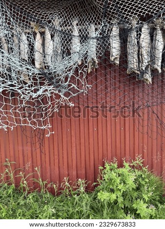 Dried cod and foshing net hung on a red wall. Northern Norway. Food concervation. Tradition