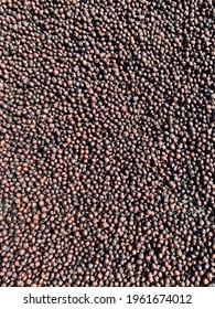 Dried Coffee Cherry background. Coffee beans drying in the sun. Coffee plantations. Dry or Natural Process.