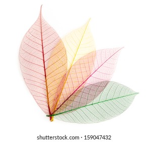 dried color  leaf  transparent    isolated on white.