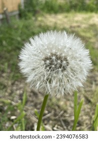 Dried up common dandelion in the garden - Shutterstock ID 2394076583