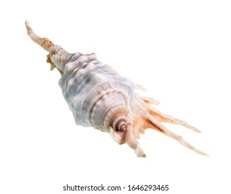 Dried Conch Of Murex Snail Cutout On White Background