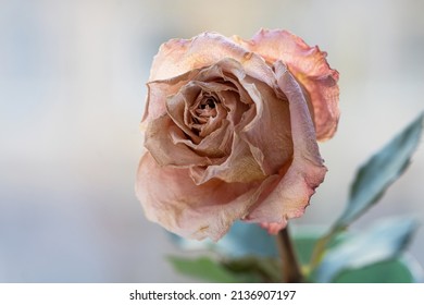dried coral rose flower close-up - Powered by Shutterstock