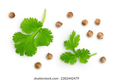 Dried coriander seeds with fresh green leaf isolated on white background. Top view. Flat lay