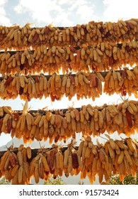 dried corn