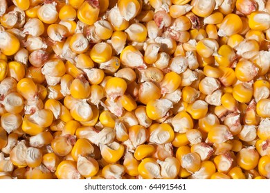 Dried Corn As A Background. Top View