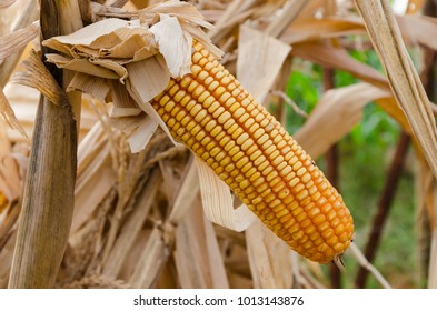 Dried corn cob in cornfied