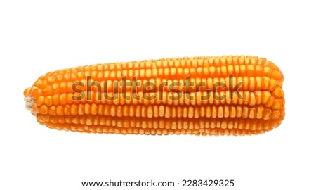 Dried corn cob isolated on white background. Clipping path.