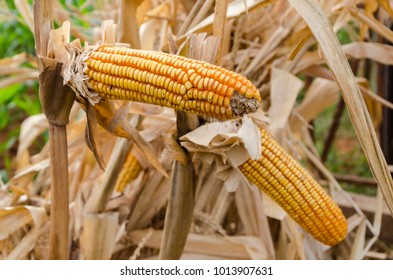 Dried corn cobs in cornfied