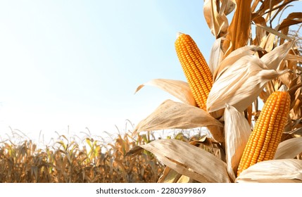 Dried corn cobs in corn field. - Shutterstock ID 2280399869