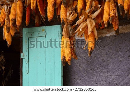 Dried corn cobs hanging under a rustic roof beside a turquoise wooden door. Vibrant colors and rural textures evoke traditional farming and country life.