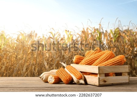 Dried corn cobs on wooden table with withered corn filed background.