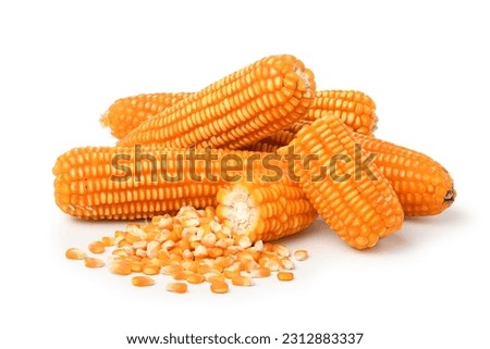 Dried corn cobs and seeds isolated on white background. 