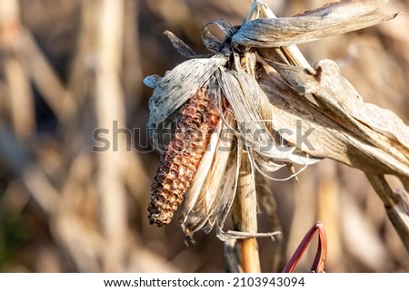 Dried corn crops remaining on plants in winter