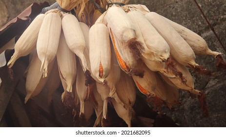 Dried Corn Fruit That Is Hung To Last Longer