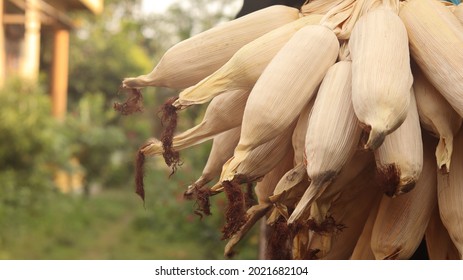 Dried Corn Fruit That Is Hung To Last Longer