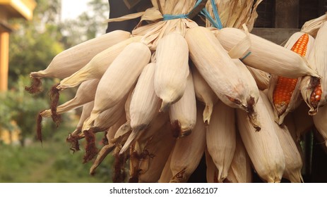 Dried Corn Fruit That Is Hung To Last Longer