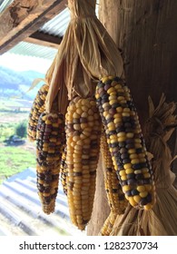 Dried corn for interior