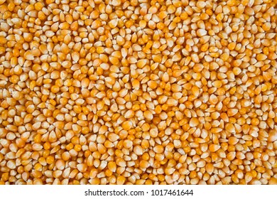 dried corn kernels