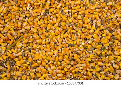 Dried Corn Kernels For Chicken Feed