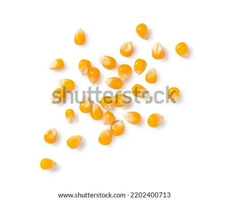 Dried corn kernels placed on a white background. Corn for popcorn. View from above.