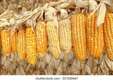 Dried corn on cobs hung