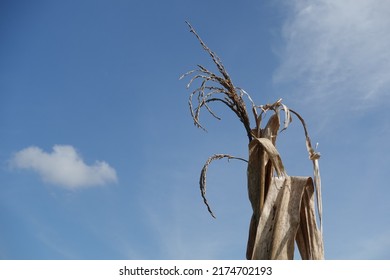 Dried Corn Plant Flowers With Blue Sky And White Clouds In The Background