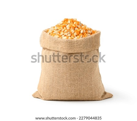 Dried corn seeds in burlap sack isolated on white background. Clipping path.