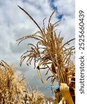 Dried Corn Stalk Against Cloudy Blue Sky