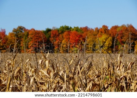 Dried corn stalks with the background of fall foliage near Cayuga Lake, New York, U.S.A