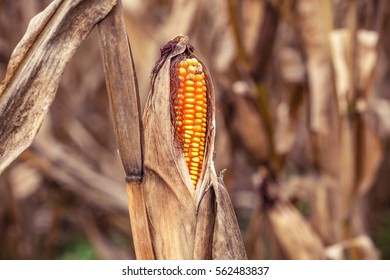 Dried Corn In Stem With Dead Corn Field On Background.