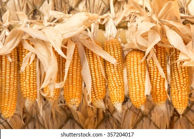 dried corns for food ingredient